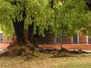 An old tree.